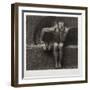 Lucifer, 1892-Franz von Stuck-Framed Premium Giclee Print