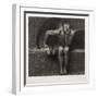 Lucifer, 1892-Franz von Stuck-Framed Premium Giclee Print