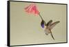 Lucifer Hummingbird, Calothorax Lucifer, feeding-Larry Ditto-Framed Stretched Canvas