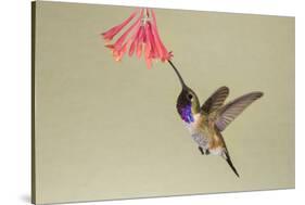 Lucifer Hummingbird, Calothorax Lucifer, feeding-Larry Ditto-Stretched Canvas