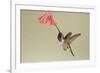 Lucifer Hummingbird, Calothorax Lucifer, feeding-Larry Ditto-Framed Premium Photographic Print