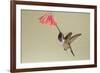 Lucifer Hummingbird, Calothorax Lucifer, feeding-Larry Ditto-Framed Premium Photographic Print