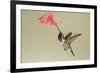 Lucifer Hummingbird, Calothorax Lucifer, feeding-Larry Ditto-Framed Premium Photographic Print