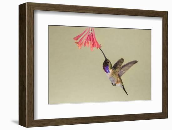 Lucifer Hummingbird, Calothorax Lucifer, feeding-Larry Ditto-Framed Photographic Print