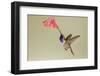 Lucifer Hummingbird, Calothorax Lucifer, feeding-Larry Ditto-Framed Photographic Print