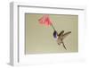 Lucifer Hummingbird, Calothorax Lucifer, feeding-Larry Ditto-Framed Photographic Print