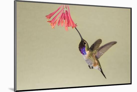 Lucifer Hummingbird, Calothorax Lucifer, feeding-Larry Ditto-Mounted Photographic Print