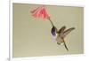 Lucifer Hummingbird, Calothorax Lucifer, feeding-Larry Ditto-Framed Photographic Print