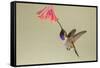 Lucifer Hummingbird, Calothorax Lucifer, feeding-Larry Ditto-Framed Stretched Canvas