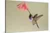 Lucifer Hummingbird, Calothorax Lucifer, feeding-Larry Ditto-Stretched Canvas