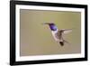 Lucifer Hummingbird, Calothorax Lucifer, male hovering-Larry Ditto-Framed Photographic Print