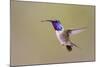 Lucifer Hummingbird, Calothorax Lucifer, male hovering-Larry Ditto-Mounted Photographic Print