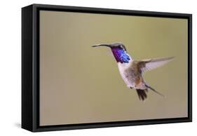 Lucifer Hummingbird, Calothorax Lucifer, male hovering-Larry Ditto-Framed Stretched Canvas