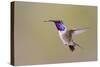 Lucifer Hummingbird, Calothorax Lucifer, male hovering-Larry Ditto-Stretched Canvas