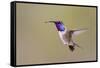 Lucifer Hummingbird, Calothorax Lucifer, male hovering-Larry Ditto-Framed Stretched Canvas