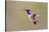 Lucifer Hummingbird, Calothorax Lucifer, male hovering-Larry Ditto-Stretched Canvas