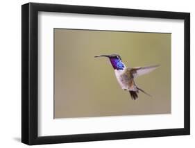 Lucifer Hummingbird, Calothorax Lucifer, male hovering-Larry Ditto-Framed Photographic Print