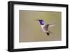 Lucifer Hummingbird, Calothorax Lucifer, male hovering-Larry Ditto-Framed Photographic Print