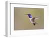 Lucifer Hummingbird, Calothorax Lucifer, male hovering-Larry Ditto-Framed Photographic Print