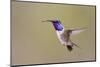 Lucifer Hummingbird, Calothorax Lucifer, male hovering-Larry Ditto-Mounted Photographic Print