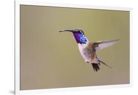 Lucifer Hummingbird, Calothorax Lucifer, male hovering-Larry Ditto-Framed Photographic Print