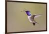 Lucifer Hummingbird, Calothorax Lucifer, male hovering-Larry Ditto-Framed Photographic Print
