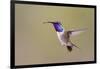 Lucifer Hummingbird, Calothorax Lucifer, male hovering-Larry Ditto-Framed Photographic Print