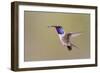 Lucifer Hummingbird, Calothorax Lucifer, male hovering-Larry Ditto-Framed Photographic Print