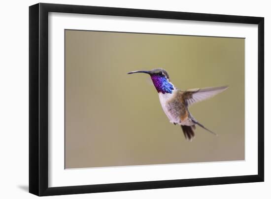 Lucifer Hummingbird, Calothorax Lucifer, male hovering-Larry Ditto-Framed Photographic Print