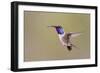 Lucifer Hummingbird, Calothorax Lucifer, male hovering-Larry Ditto-Framed Photographic Print