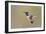 Lucifer Hummingbird, Calothorax Lucifer, male hovering-Larry Ditto-Framed Photographic Print