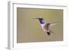 Lucifer Hummingbird, Calothorax Lucifer, male hovering-Larry Ditto-Framed Photographic Print