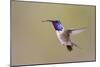 Lucifer Hummingbird, Calothorax Lucifer, male hovering-Larry Ditto-Mounted Photographic Print