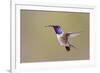 Lucifer Hummingbird, Calothorax Lucifer, male hovering-Larry Ditto-Framed Photographic Print