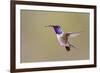 Lucifer Hummingbird, Calothorax Lucifer, male hovering-Larry Ditto-Framed Photographic Print