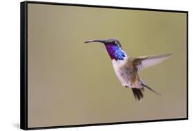 Lucifer Hummingbird, Calothorax Lucifer, male hovering-Larry Ditto-Framed Stretched Canvas