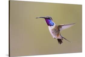 Lucifer Hummingbird, Calothorax Lucifer, male hovering-Larry Ditto-Stretched Canvas