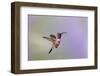 Lucifer hummingbird (Calothorax lucifer) male hovering.-Larry Ditto-Framed Photographic Print