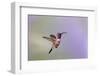 Lucifer hummingbird (Calothorax lucifer) male hovering.-Larry Ditto-Framed Photographic Print