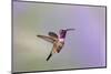 Lucifer hummingbird (Calothorax lucifer) male hovering.-Larry Ditto-Mounted Photographic Print