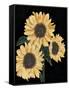 Canvas Black