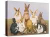 Lucky Rabbits-Pat Scott-Stretched Canvas