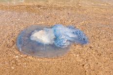 Blue Medusa on the Beach, close Up-luckybusiness-Photographic Print