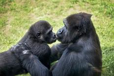 Mother Gorilla Kissing Her Baby-luckybusiness-Photographic Print