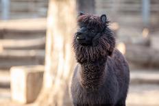 Portrait of Alpaca with Black Fur  (Vicugna Pacos)-luckybusiness-Photographic Print