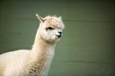 Portrait of Alpaca with Black Fur  (Vicugna Pacos)-luckybusiness-Photographic Print