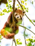 Young Red Panda Eating Bamboo Leaves-luckybusiness-Photographic Print