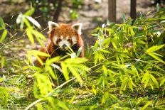 Red Panda  or Lesser Panda Hanging on a Branch High in a Tree-luckybusiness-Framed Photographic Print