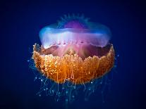 Fried Egg Jellyfish-Luckyguy-Mounted Photographic Print
