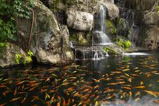 Koi Fish in Pond at the Garden with A Waterfall-luckypic-Photographic Print